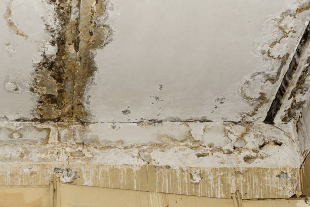 Best Basement Mold Removal  in Oak Grove, SC